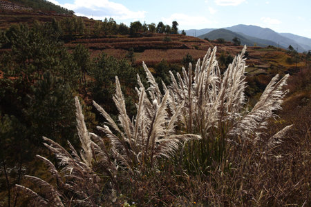 Reedの写真素材