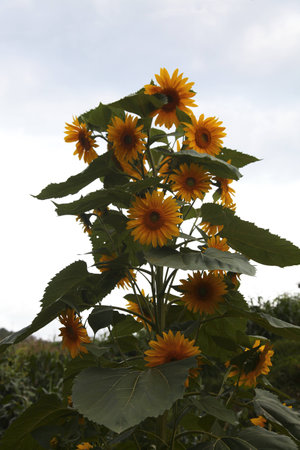 Sunflowerの写真素材