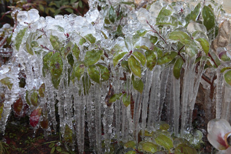 Frozen plantの写真素材