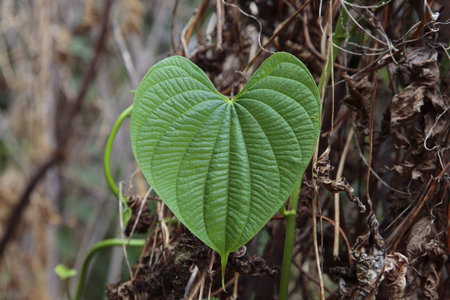 Heart of Natureの写真素材