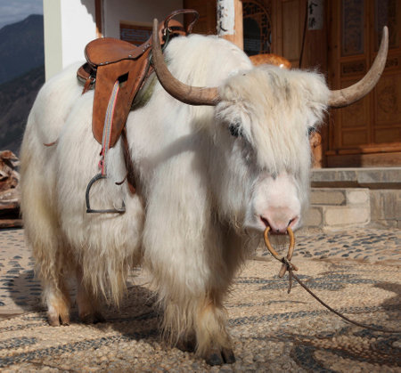 White yakの写真素材