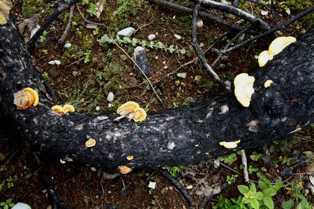 fungus