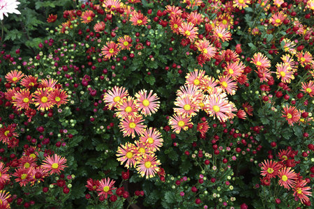 Flowerの写真素材