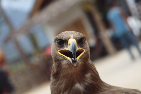 Eagleの写真素材