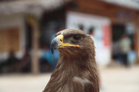 Eagleの写真素材