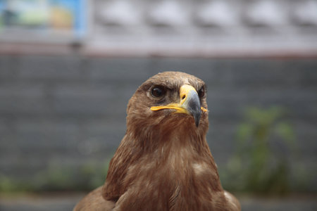 Eagleの写真素材