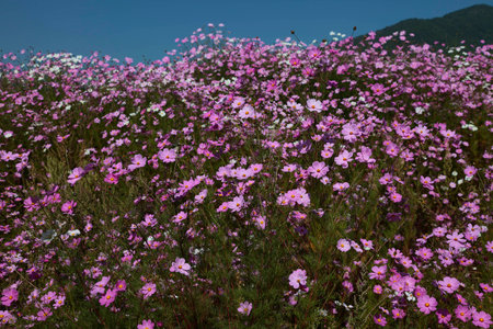 Floral backgroundの写真素材