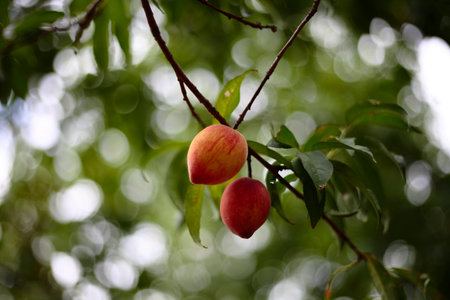 Peachesの写真素材