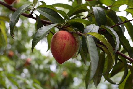 Peaches の写真素材