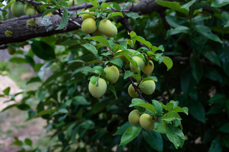 Plumの写真素材