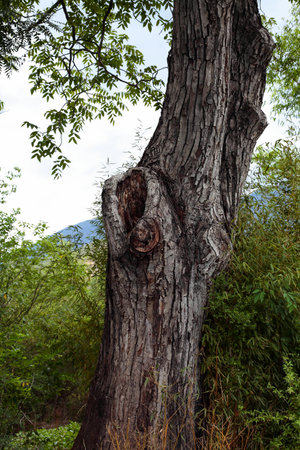 Century walnut treeの写真素材