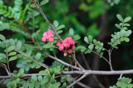 Wild fruitの写真素材