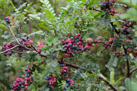 Wild fruitsの写真素材