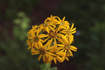Wildflowerの写真素材