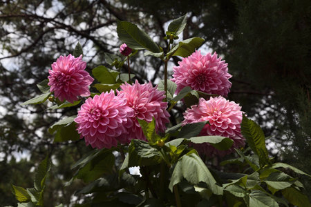 Floral backgroundの写真素材