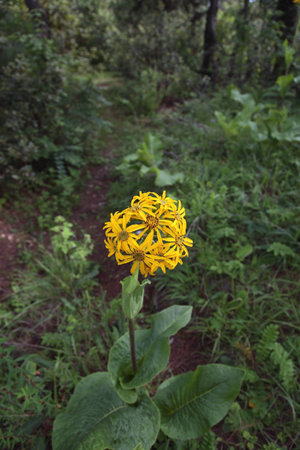 Wildflowersの写真素材