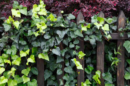 Plant backgroundの写真素材