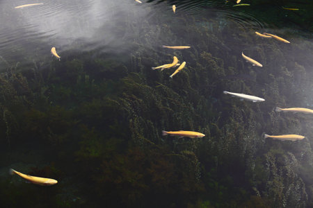 fishes swimming in the pondの写真素材