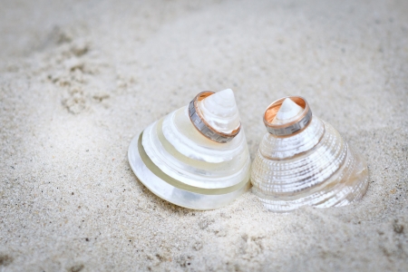shells with wedding rings