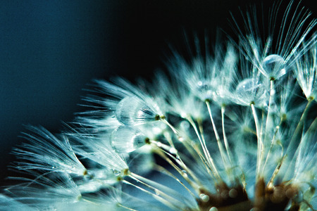 Dandelion seed with water dropsの写真素材