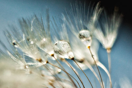 Dandelion seed with water drops