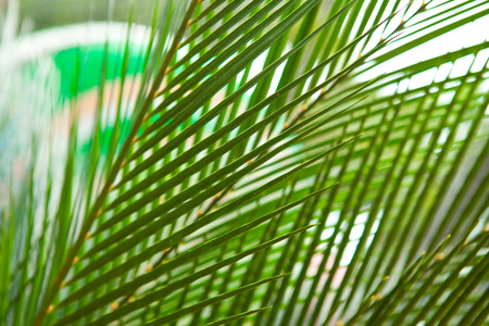 palm leaves macro green leaves backgroundの写真素材