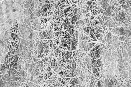 Gray background of climbing plants, springy wire