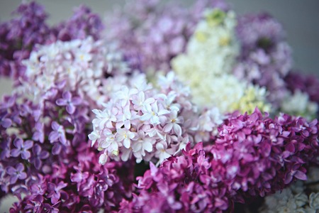 lilac macro flowers large