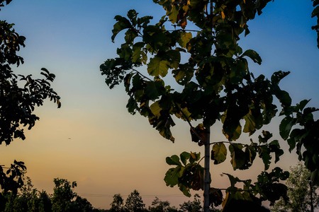 Trees swayingの写真素材