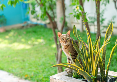 The tabby cat stared behind the snake plant in front yard..の写真素材