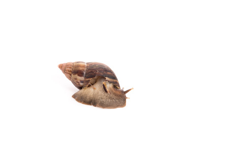 Close up snail on the white background isolatedの写真素材