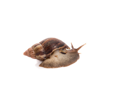 Close up snail on the white background isolatedの写真素材