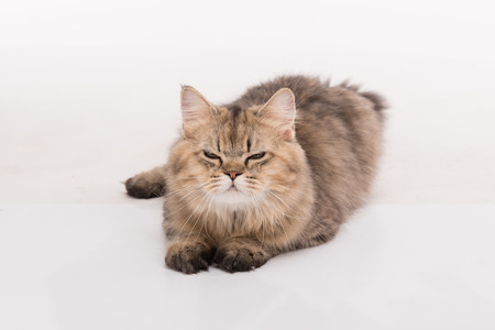 Close up of cute persian cat sittingの写真素材