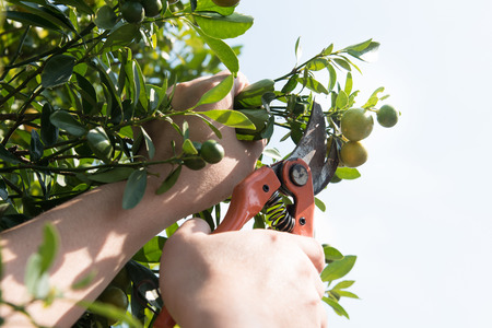 Close up of pruning shears cutting orange in beautiful sunshineの写真素材