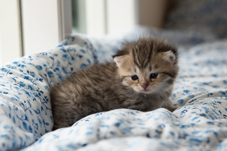 Close up of cute kitten sitting on the bedの写真素材
