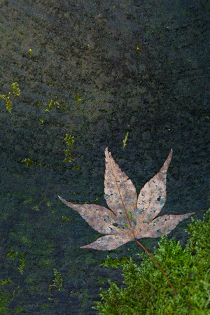 Close up of beautiful dry maple leaf on the groundの写真素材