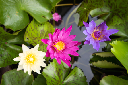 Cloes up of beautiful lotus in swampの写真素材