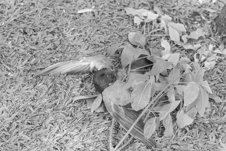 Close up of pigeon dead by poison on the groundの写真素材