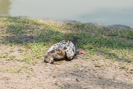 Close up of pigeon dead by poison on the groundの写真素材