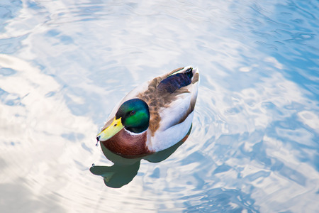 Close up of beautiful bright color duck swimming in blue pond.の写真素材