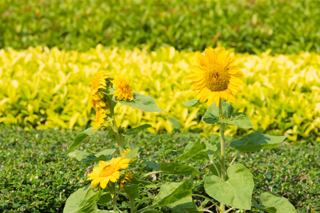 Close up of beautiful sunflowerの写真素材