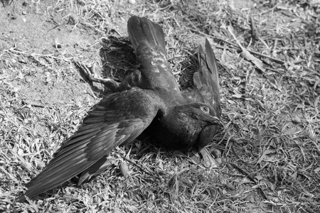 Close up of pigeon dead by poison on the groundの写真素材