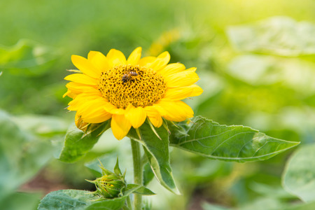 Close up of beautiful sunflower with bokek backgroundの写真素材