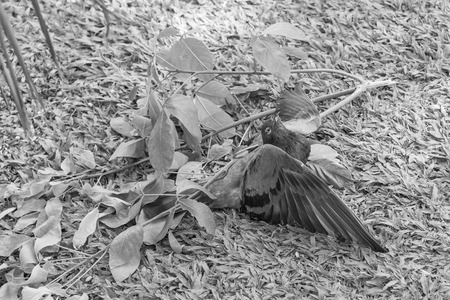 Close up of pigeon dead by poison on the groundの写真素材