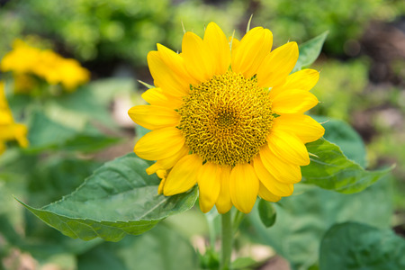 Close up of beautiful sunflower with bokek backgroundの写真素材