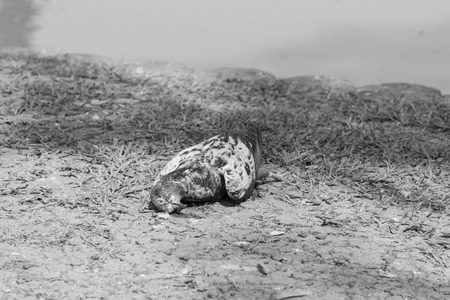 Close up of pigeon dead by poison on the groundの写真素材