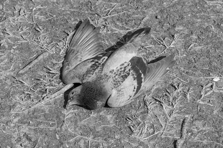 Close up of pigeon dead by poison on the groundの写真素材
