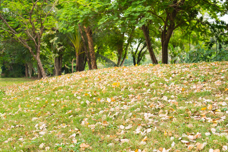 Dry leave on little hill in jatujak park bangkok thailand.の写真素材