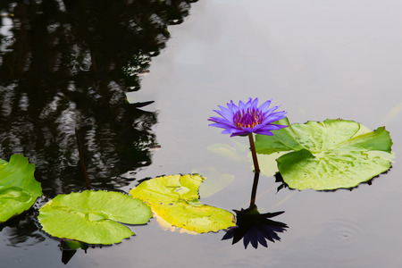 Beautiful purple lotus in the pond with space for text on left side.の写真素材