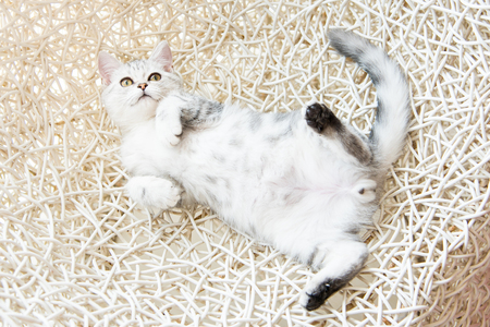 Close up of american shorthair cat lying on the chair.の写真素材